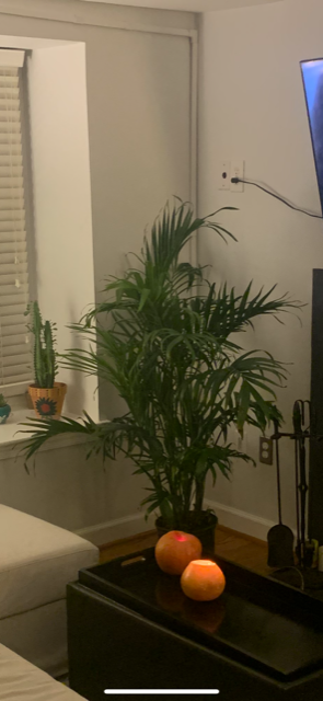 This is a picture of my Cat Palm in October looking healthy and full