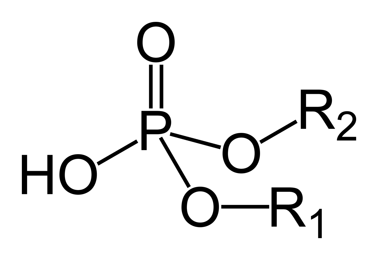 Phosphodiester group