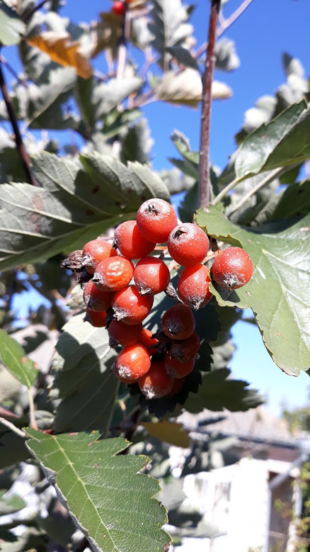 ripe fruit close