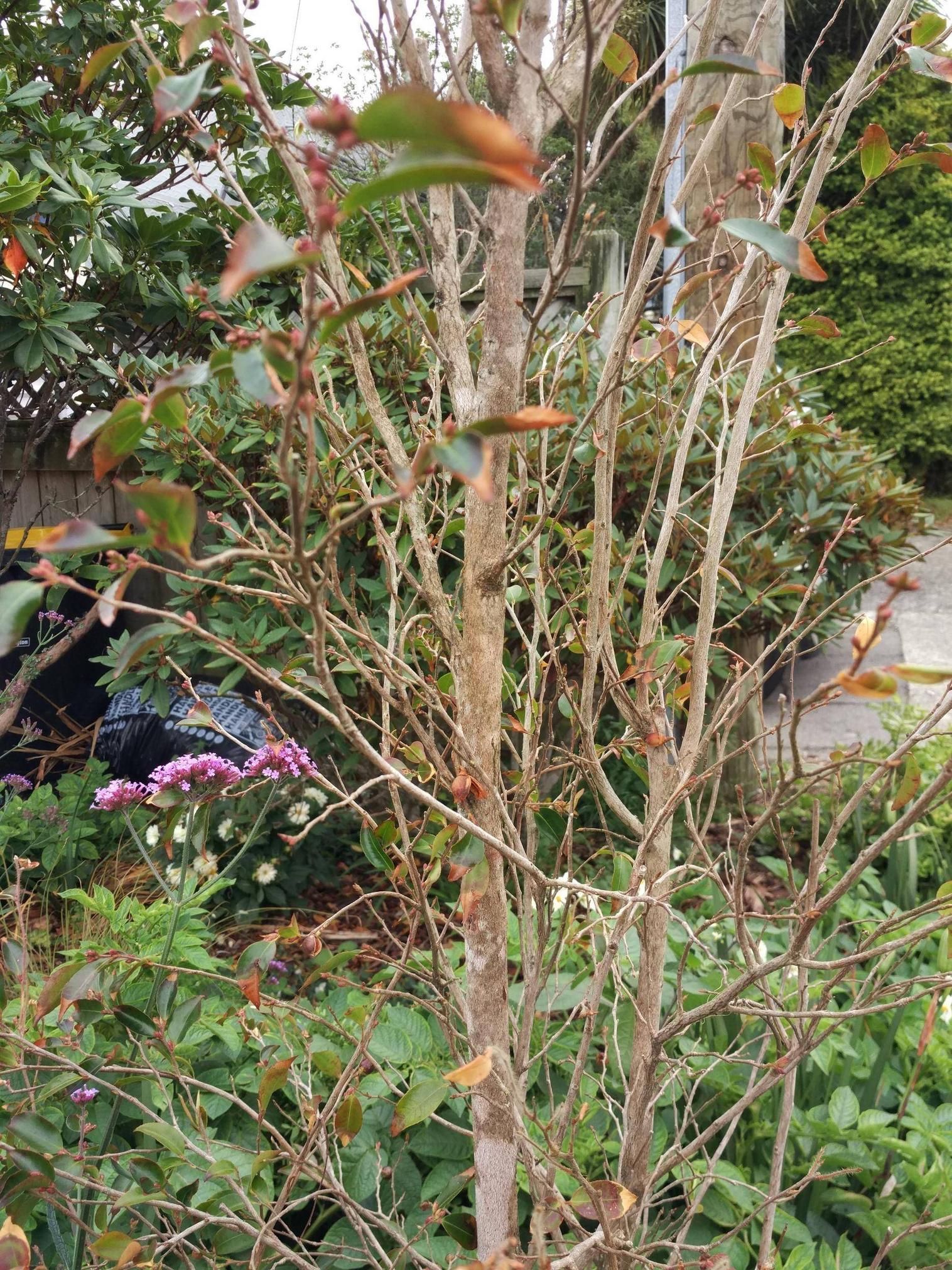 camellia losing its leaves