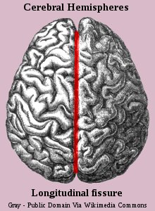 Brain Hemispheres