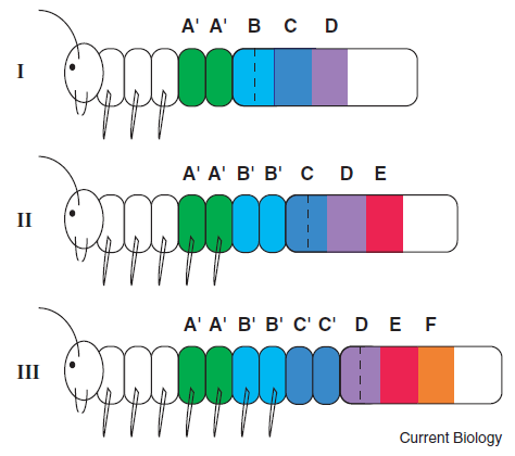 Figure 2, Damen 2004, Current Biology