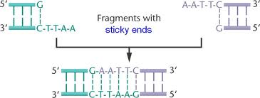 Sticky ends