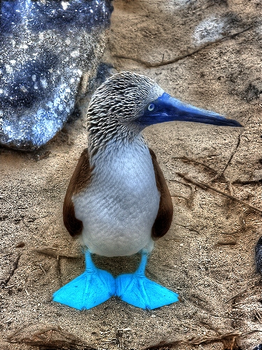 bluefeet