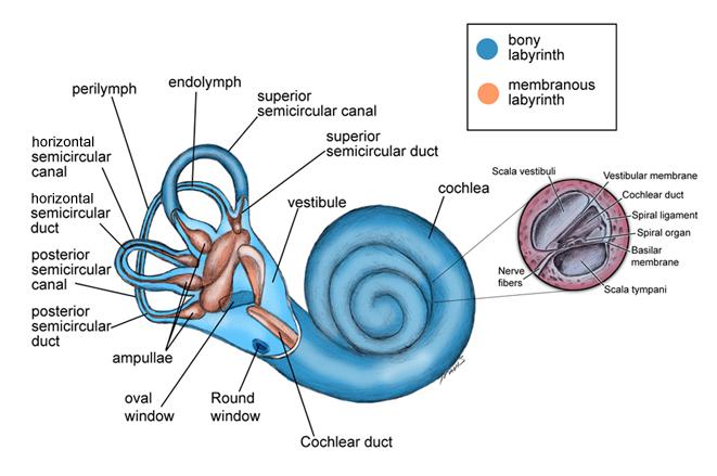 inner ear