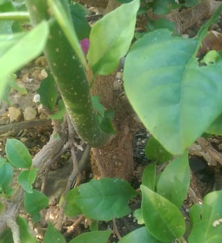 Closeup of stalk attaching to trunk