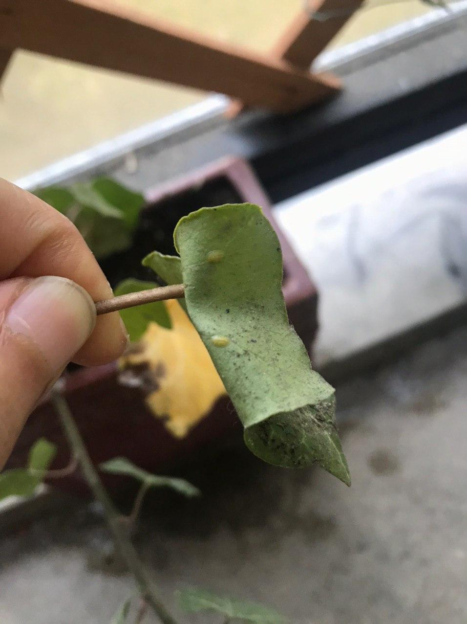 yellow and brown bumps on english ivy leaves 3