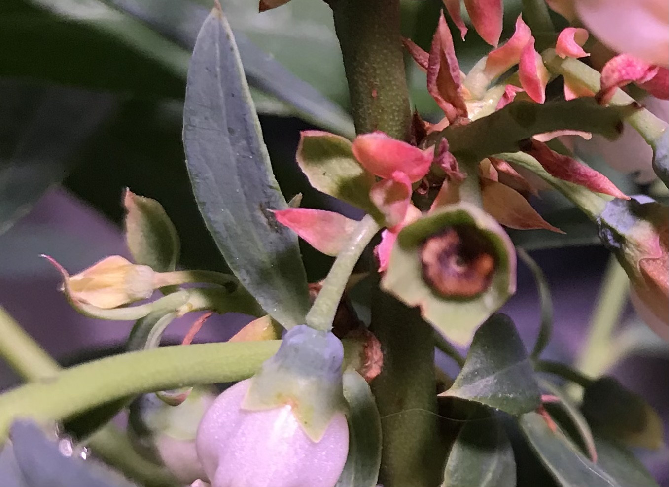 black stem of a blueberry flower