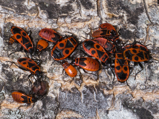 Pyrrhocoris apterus instars + adults