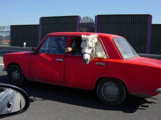 Carro transportando um cavalo no banco de trás