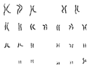 human karyotype