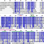 sequence alignment