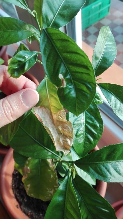 sick citrus leaves