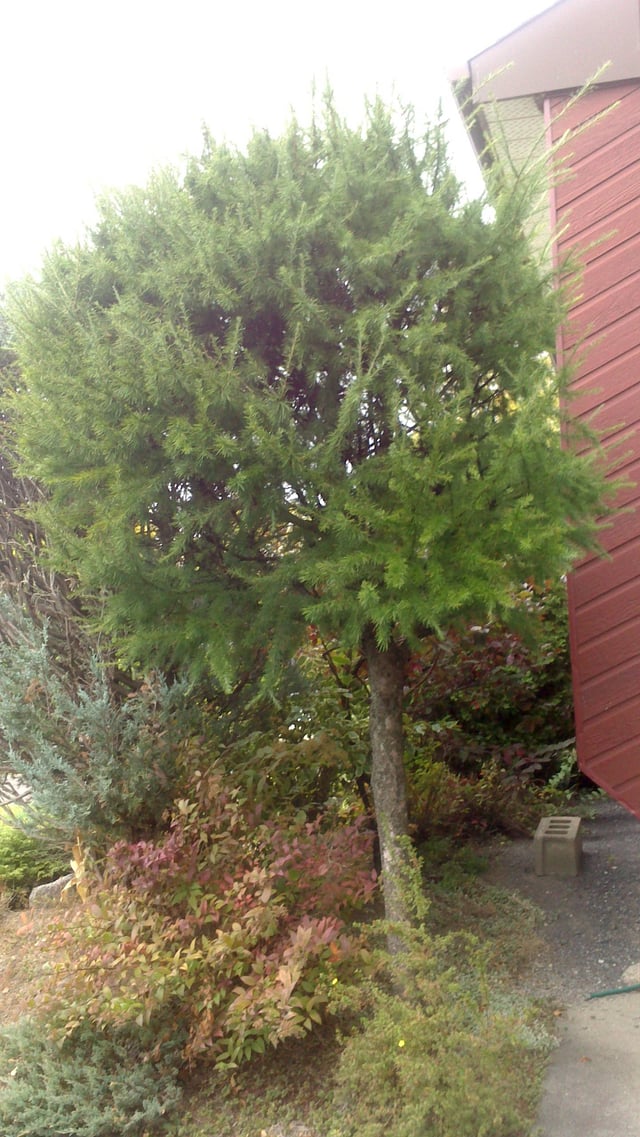 Picture of the tree