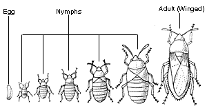 development of Heteroptera (True Bugs)