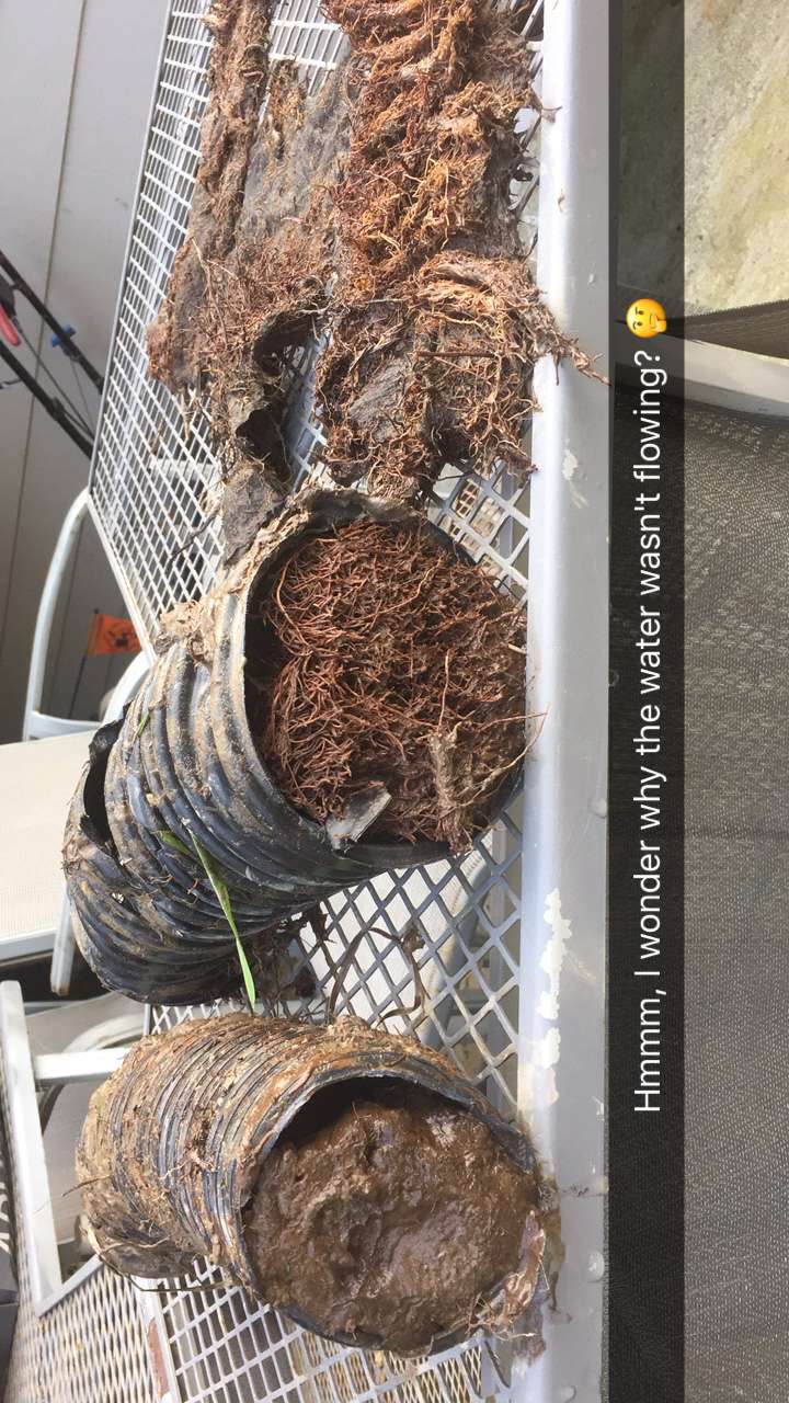 pipes filled with roots and mud - please ignore snarky Snapchat comment 