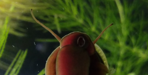 ramshorn tentacles with black tips