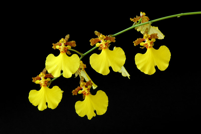 Flower close-up