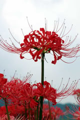 red spider lily