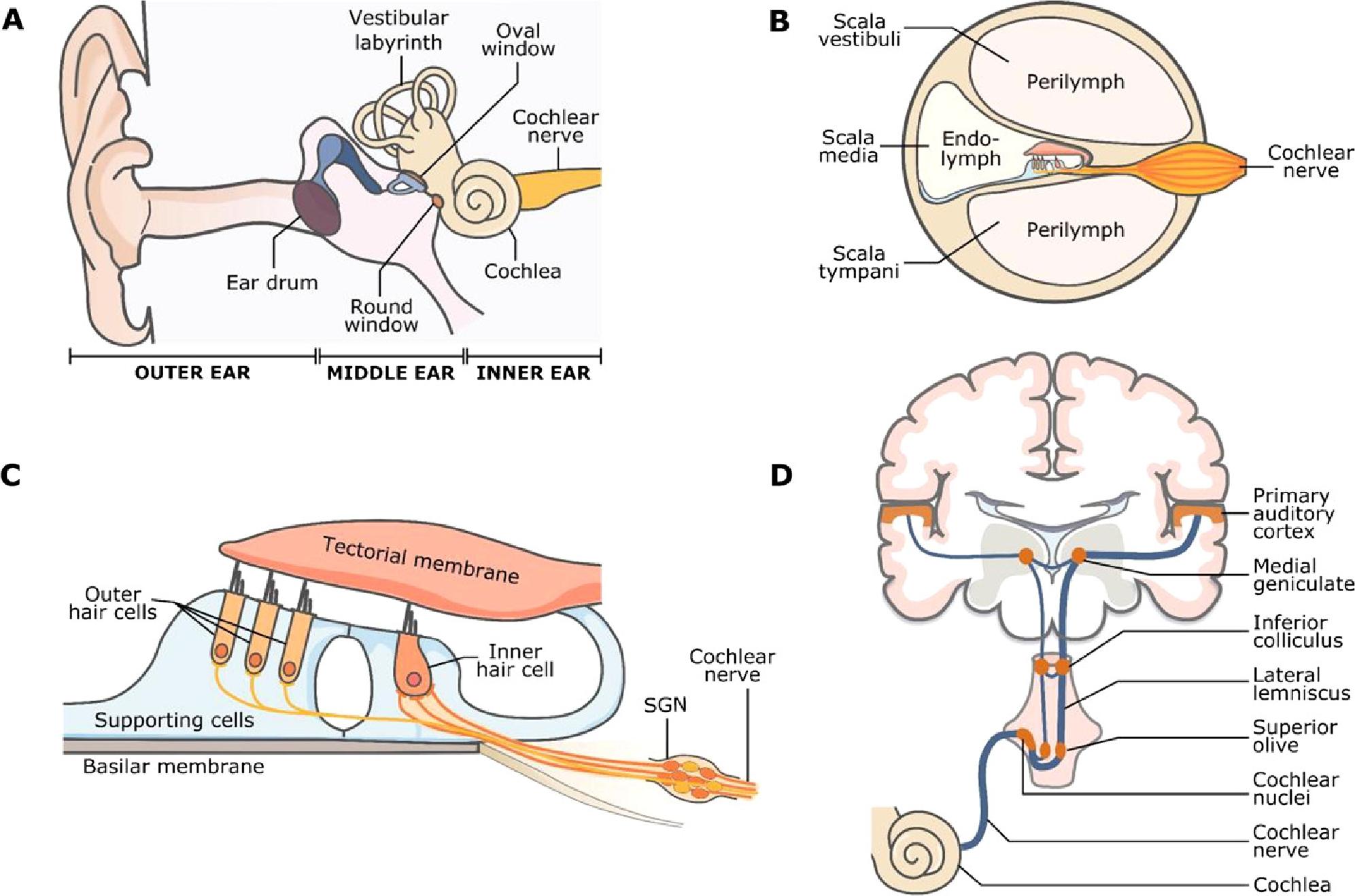 auditory system