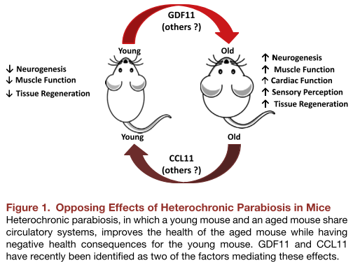 from Bitto et al 2014