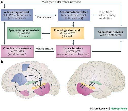 Hickok and Poeppel's Dual Stream Model of Speech/Language Processing