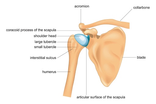 shoulder joint 2