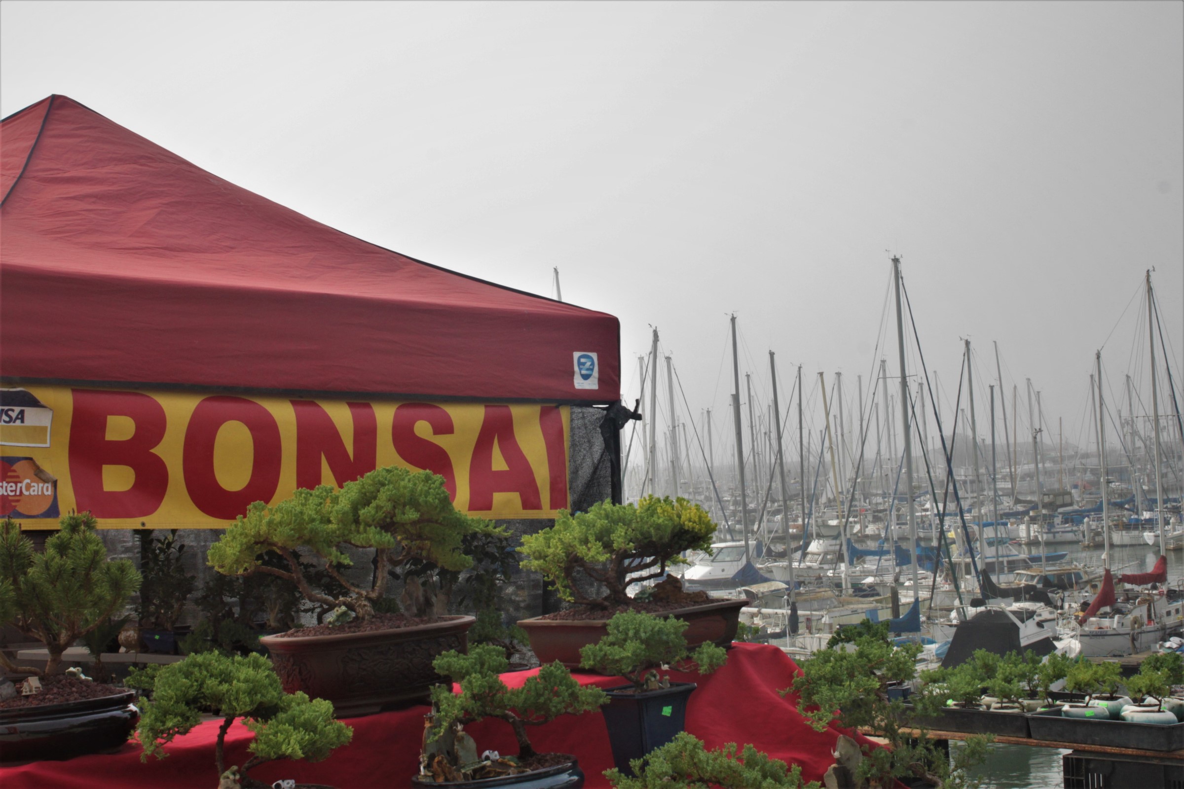 Bonsai Boats