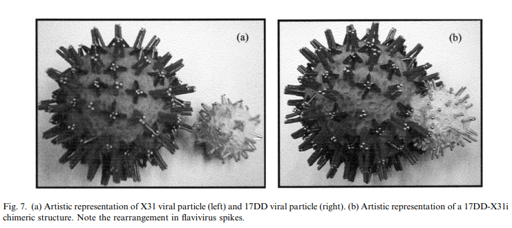 "(a) Artistic representation of X31 viral particle (left) and 17DD viral particle (right). (b) Artistic representation of a 17DD-X3li chimeric structure. Note the rearrangement in flavivirus spikes." In (a) the smaller 17DD is next to X31 and in (b) it is melded into the side