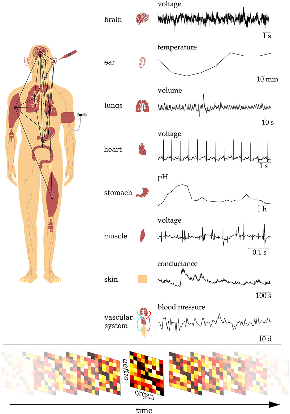 Image taken from the above article, where each node corresponds to a human organ and connections between organs represent time varying "connections"