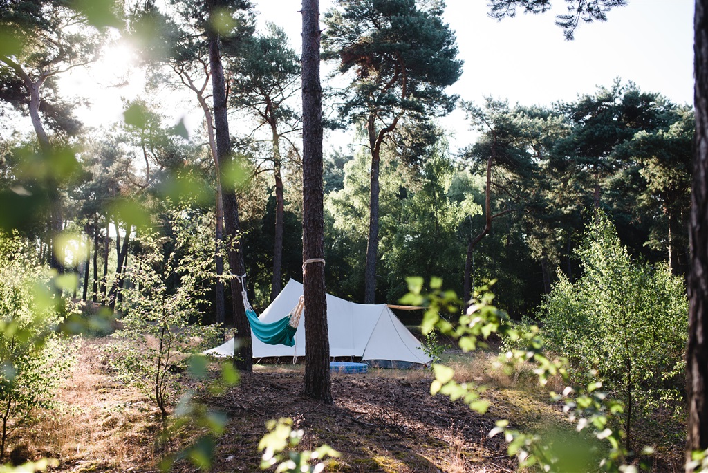 single tent in forest