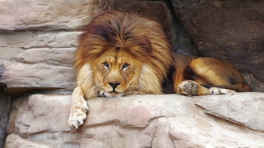 Minsk Zoo - faleichik