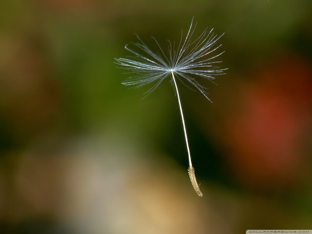 Dandelion