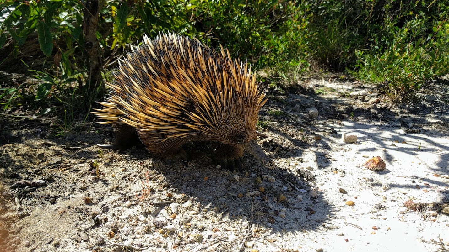 echidna