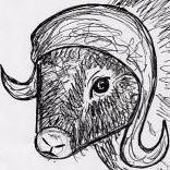 muskox's user avatar