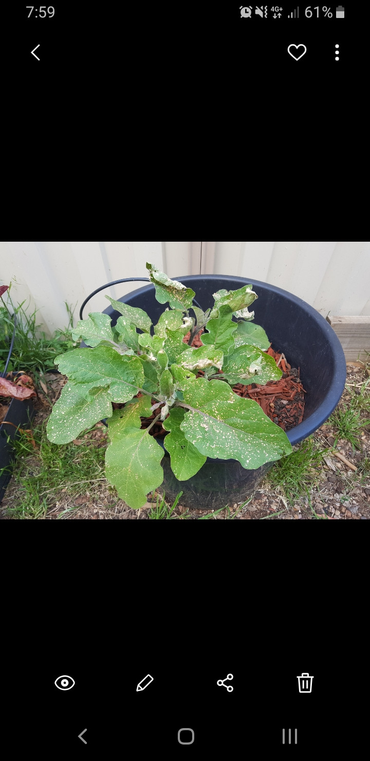 Whole plant with whitened and shrivelled leaves