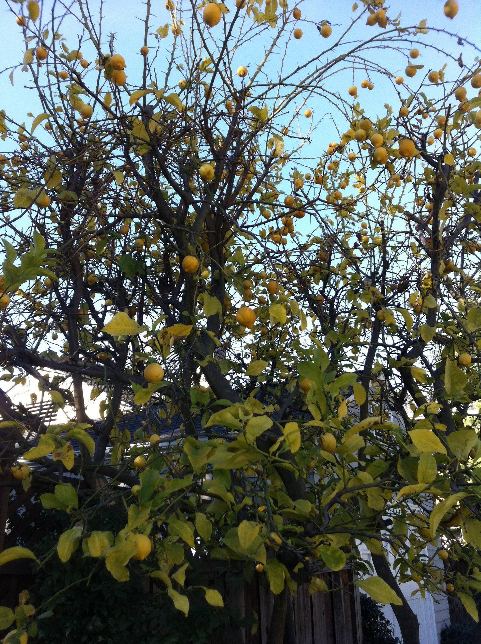 Yellow, sparse leaves on lemon tree