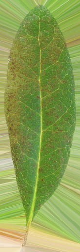 Leaf Example