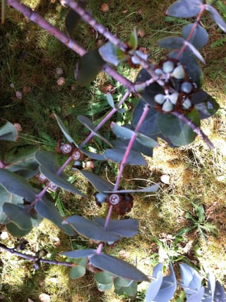 unknown Eucalyptus branch in Seattle