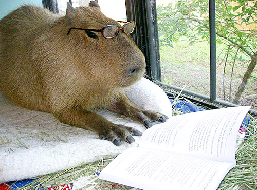 Curious Capybara's user avatar