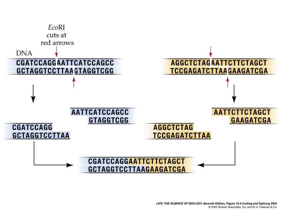 sticky end recombination