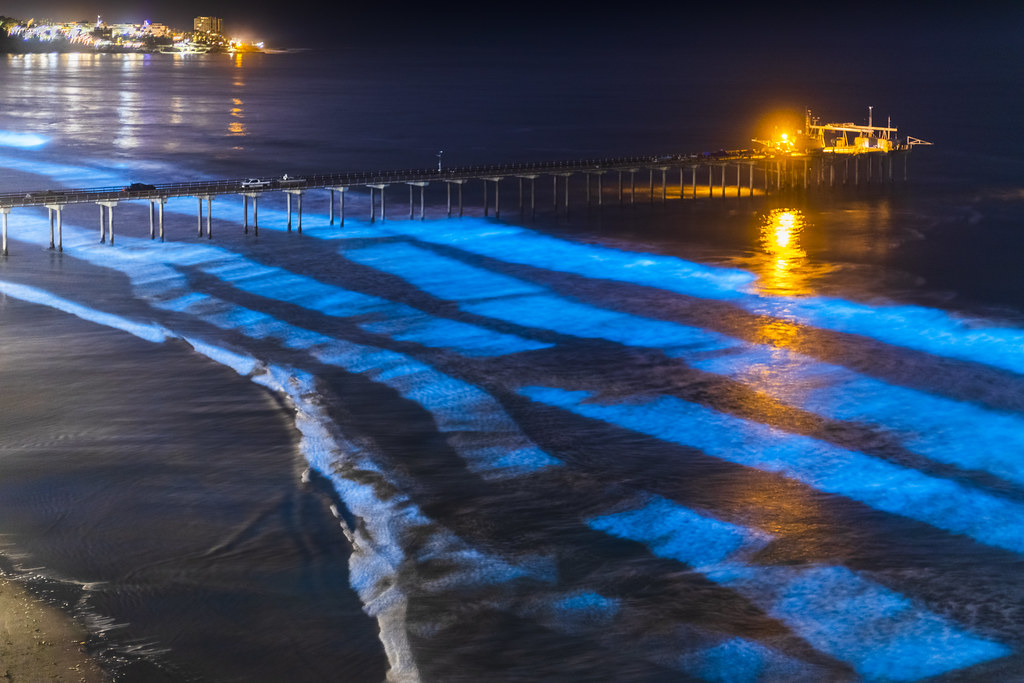 Bioluminescence at Scripps Pier