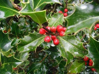 holly with berries