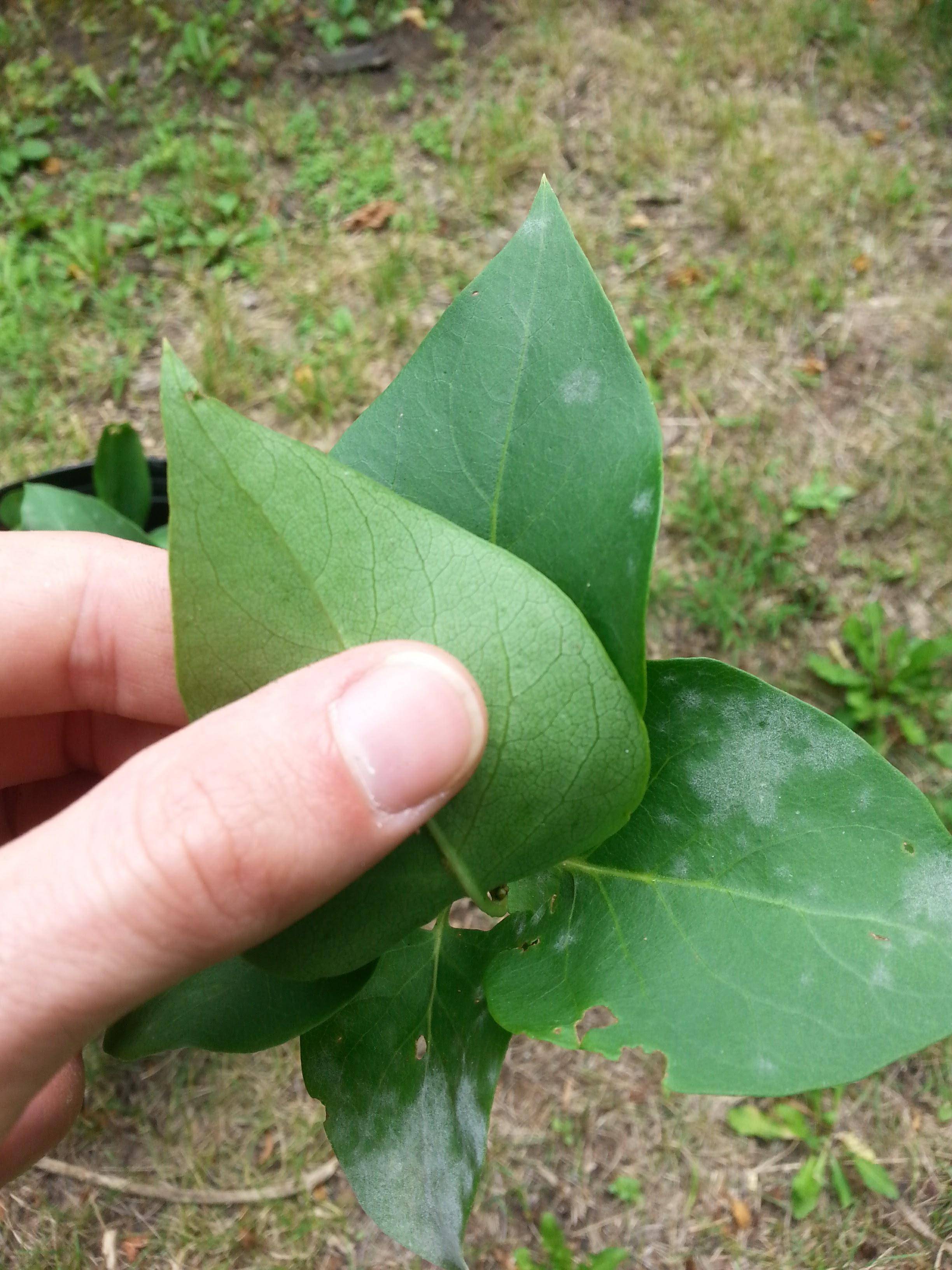 White powdery substance on lilac trees