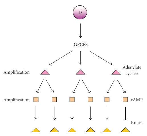 cell signal amplification