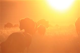 Buffalo in yellow-orange light