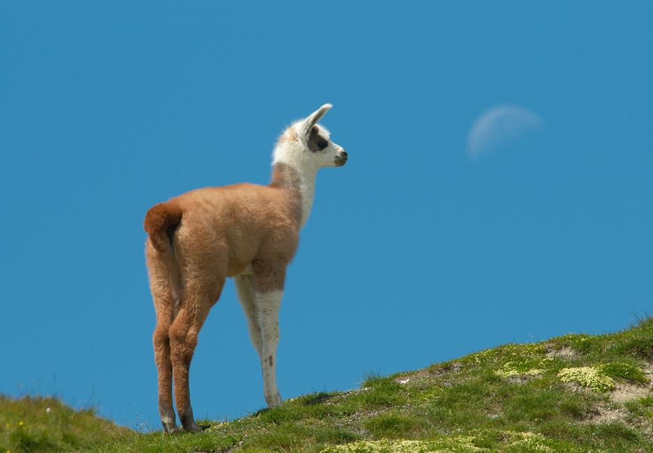 llama