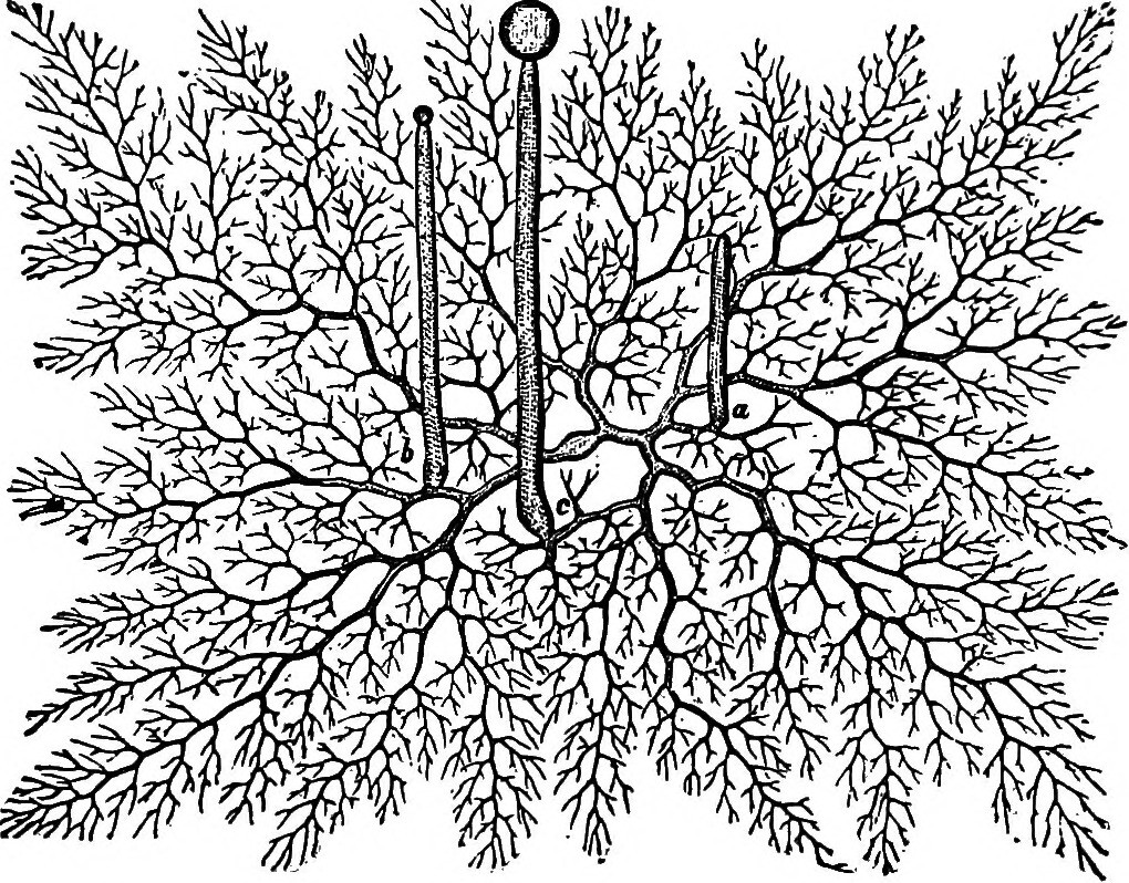 public domain drawing of mycelium