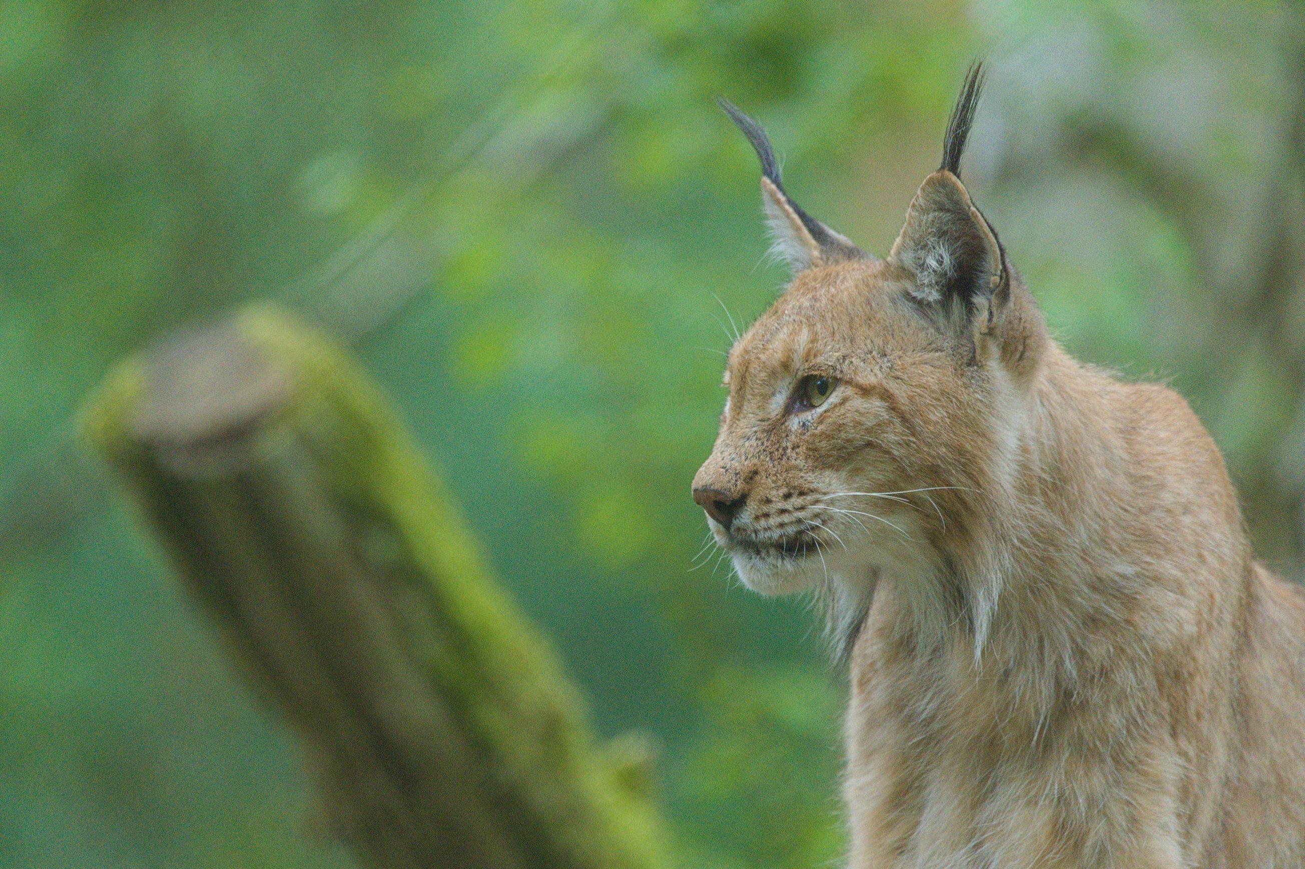 The Lynx