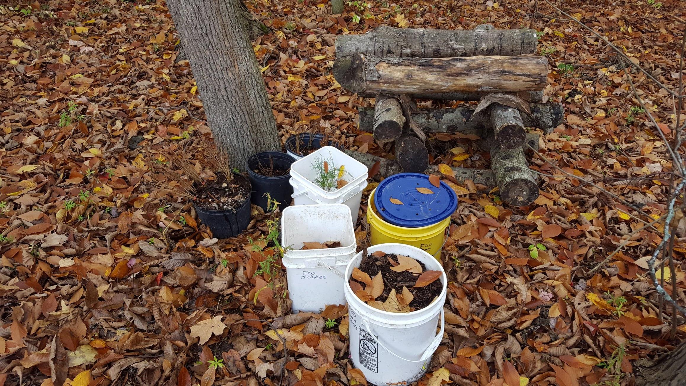 tree pots and tree seeds sandwiched between mulch in buckets with holes on top and bottom